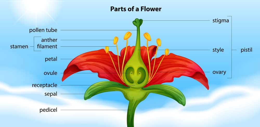 Ilustración y dibujo de partes de la flor en ingles, ideal para aprender botánica y vocabulario. 