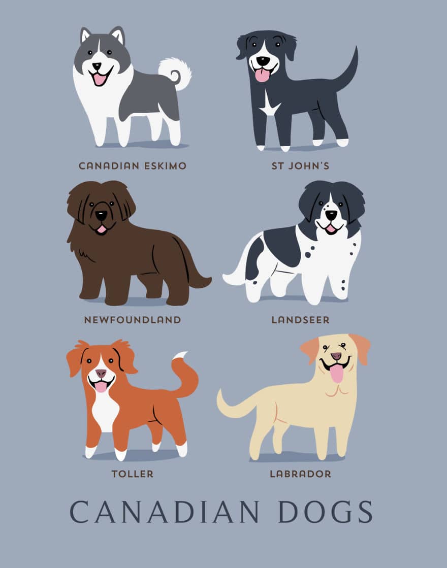 Ilustración de diferentes razas de perros canadienses, incluyendo sus nombres en inglés. Guía visual de razas caninas de Canadá.